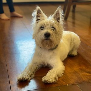 Meet your Posher, Amber